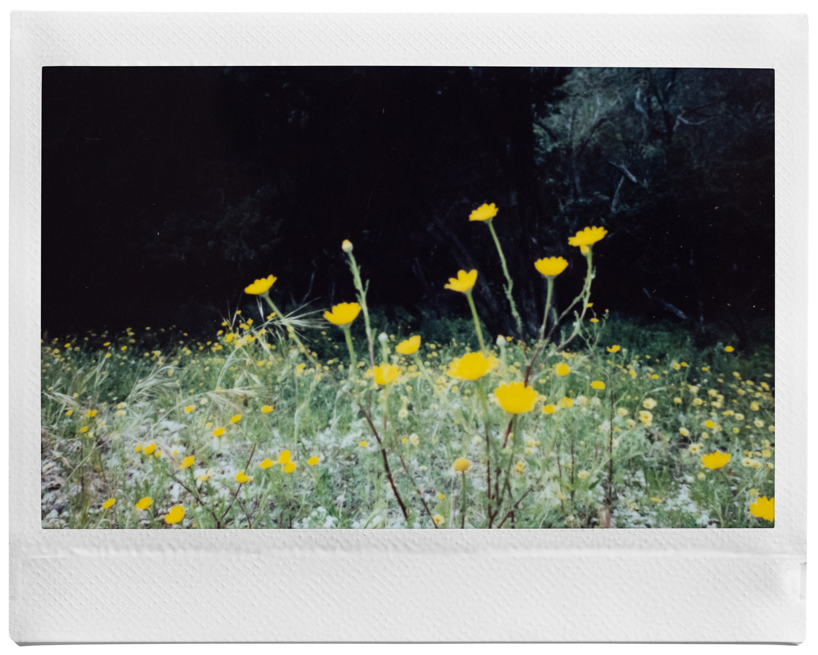 voorbeeldfoto instax WIDE white