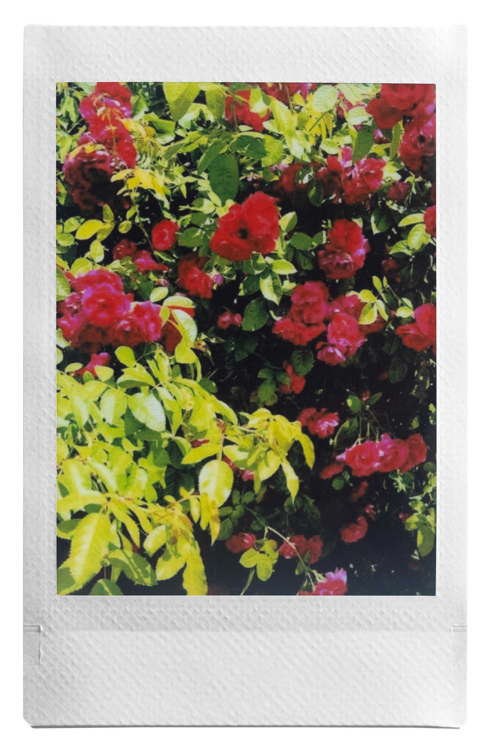 instax mini link 3 voorbeeld foto's